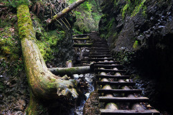 90377:  Wooden ladders in Suchá Belá gorge