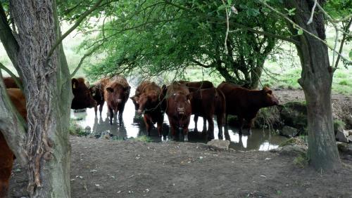 Keeping Cool.