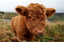 hersheykiss3s:  5upnialler:  obey-nialler:  omfg this cow is adorable   Cutest cow in town  OmfG 