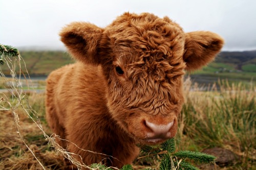 mylifewithpaws:highland cow calf
