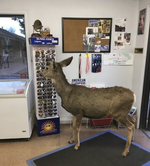 archiemcphee: On Surreal Sunday the deer go shopping. This gift shop at the Horsetooth Inn and RV Pa