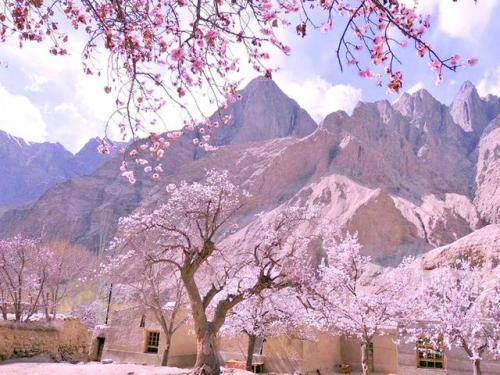 apricot blossoms in china
