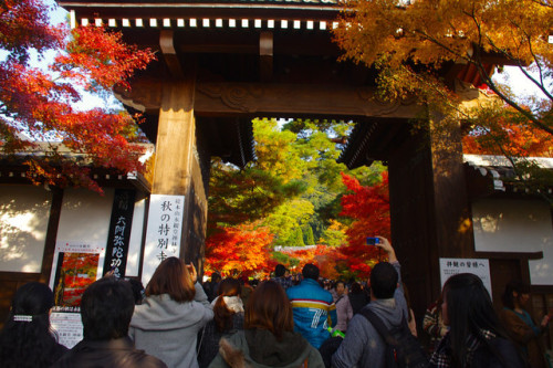 minuga-hana: Kyoto by feddersphotos