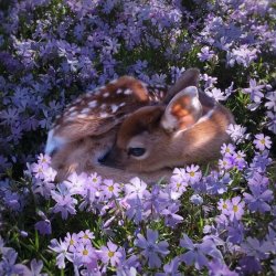 aww-so-pretty:  Spring animals