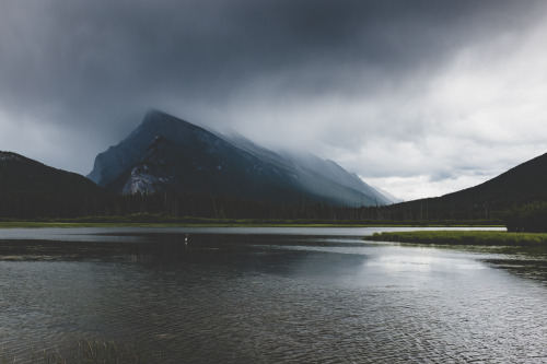 renebhullar: Blue Heron / Mount Rundle Somewhere in Alberta July 2016