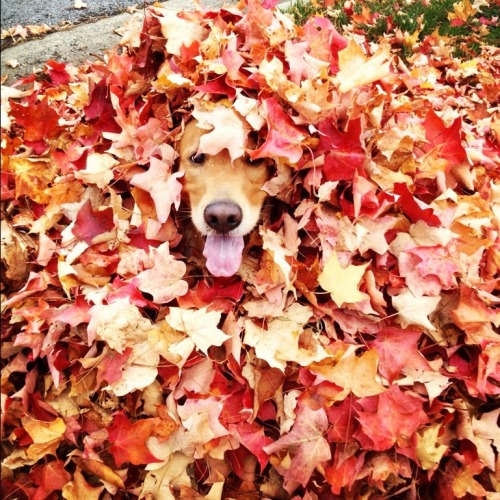 the-blonde-belle:  Look at my goofball of a dog. She’s more photogenic than me 🍂🐶🍁