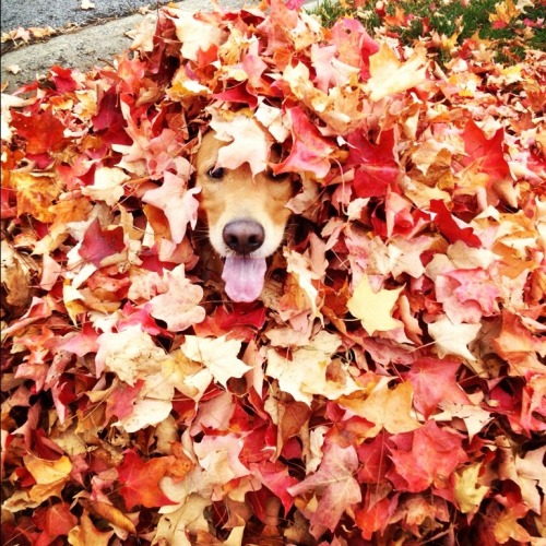 the-blonde-belle:  Look at my goofball of a dog. She’s more photogenic than me 🍂🐶🍁 