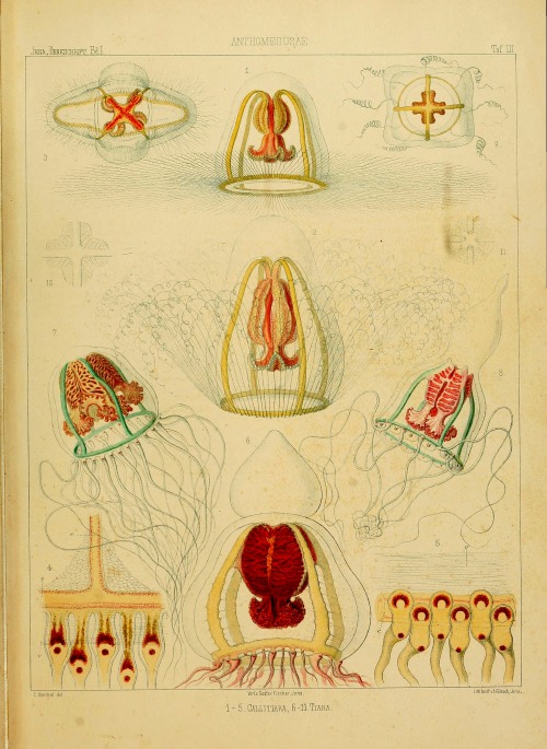 wapiti3:Memoranda of Medicinisch of Science Society at Jena. ; By Medical and scientific society to