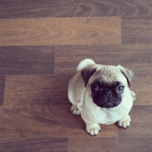 ihugpugs:  Dog Lover Shirts: http://bit.ly/1sIvs6I