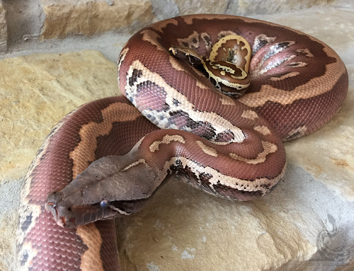 fimbry:Father’s Day photo shoot for Pongo! He’s in blue and looking like an old man, kids can really