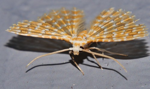 onenicebugperday:Orange feather wing moth, Alucita xanthodes,AlucitidaePhotographed in the Mand