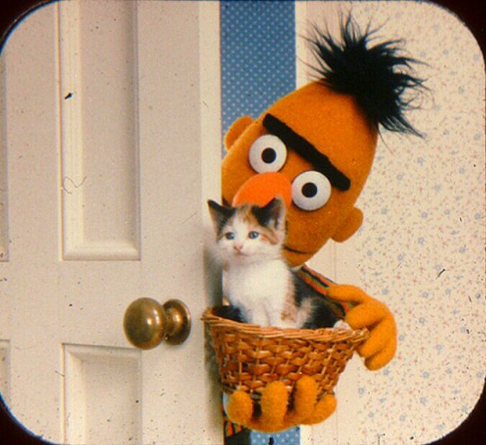 dumbass-bitch-disease:  jimhenson-themuppetmaster:  Bert and Ernie with a Kitten, taken from a Magazine Article.   Oh my God they were roommates