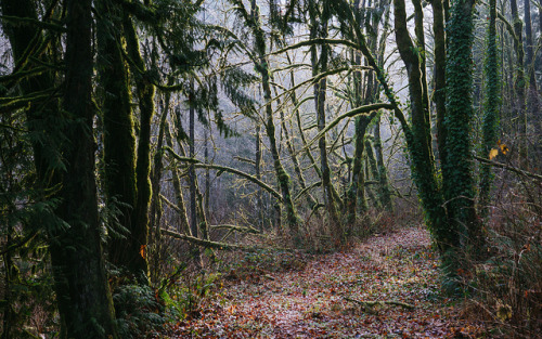 Forest Dreams by John Westrock on Flickr.