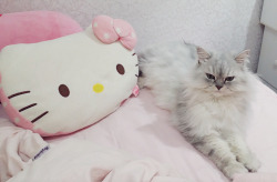 smashing-the-boundary:  jujuddong:  Godori and his Hello Kitty pillow ~   @syivieon @supersmashdoll