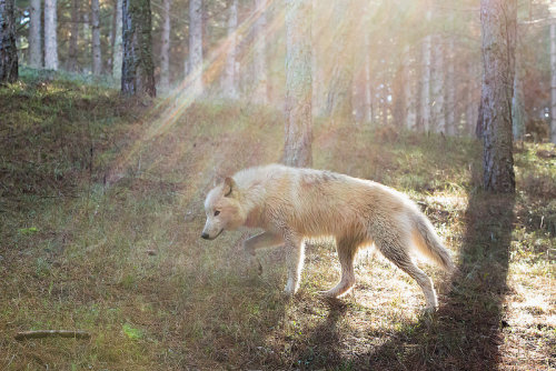 lonestray:  By Francesco Cinque