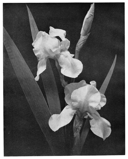 adelphe:Irises by H. A. SoderbergThe Year’s Photography 1956, The Royal Photographic Society