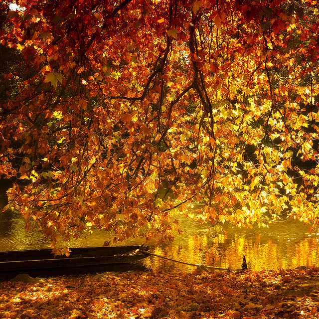 djferreira224:  October Gold by Philippe Sainte-Laudy on Flickr.