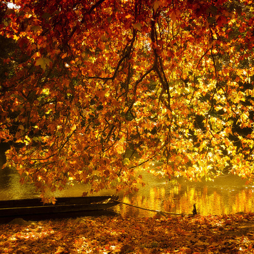 October Gold by Philippe Sainte-Laudy on Flickr.
