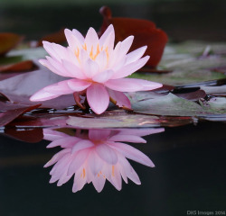 blooms-and-shrooms:   	Light Pink Water Lily