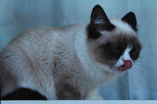 tardthegrumpycat:  The Daily Grump | December 28, 2012