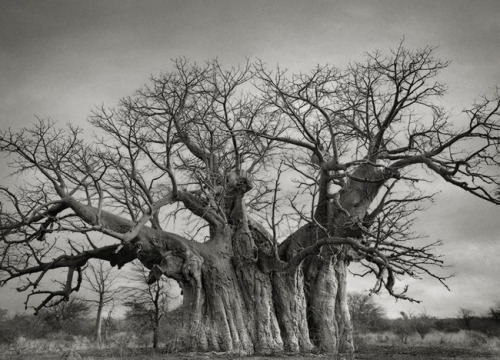 universal3love:maxitendance:  The Most Spectacular Living Monuments of the Earth photographed by Beth Moon    Just magnificent!