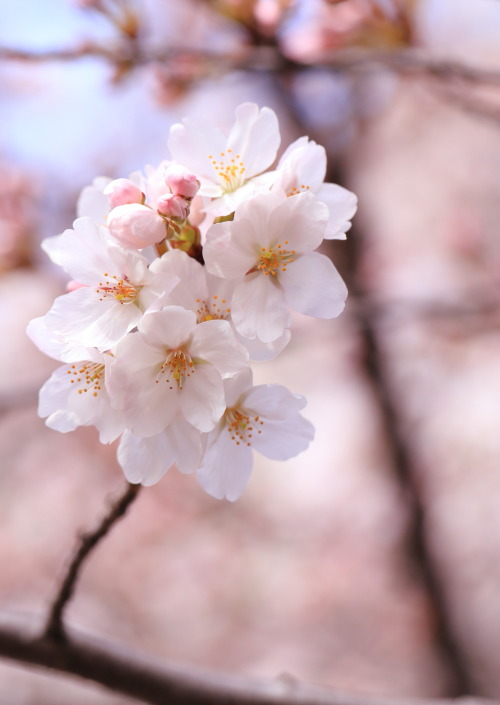 kaoru-sakurazaka: 桜