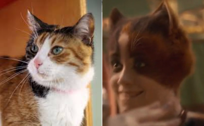 Cats 2019 As Real Cats Cause Why Not