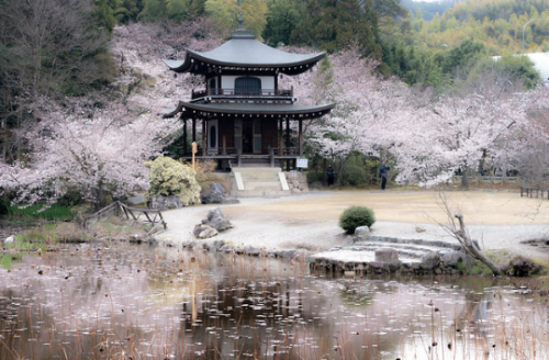 shinjuutokyo: sakura2019: Kaju-ji Temple, Kyoto（勧修寺の桜） | Hisanori