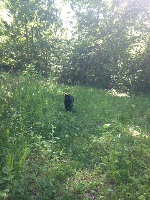 wildflowers-and-rain:  I hope I have a cat like this someday