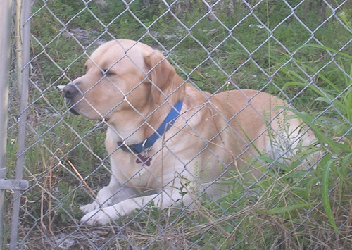 look at my neighbor’s sweety pie puppyyy <333 not really but i call all dogs puppy despite their age, he’s adorable and really laid back but friendly   