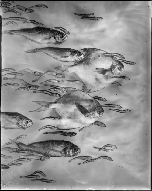 les-sources-du-nil:  Whitney Lewis-Smith From Darwin’s Atoll 