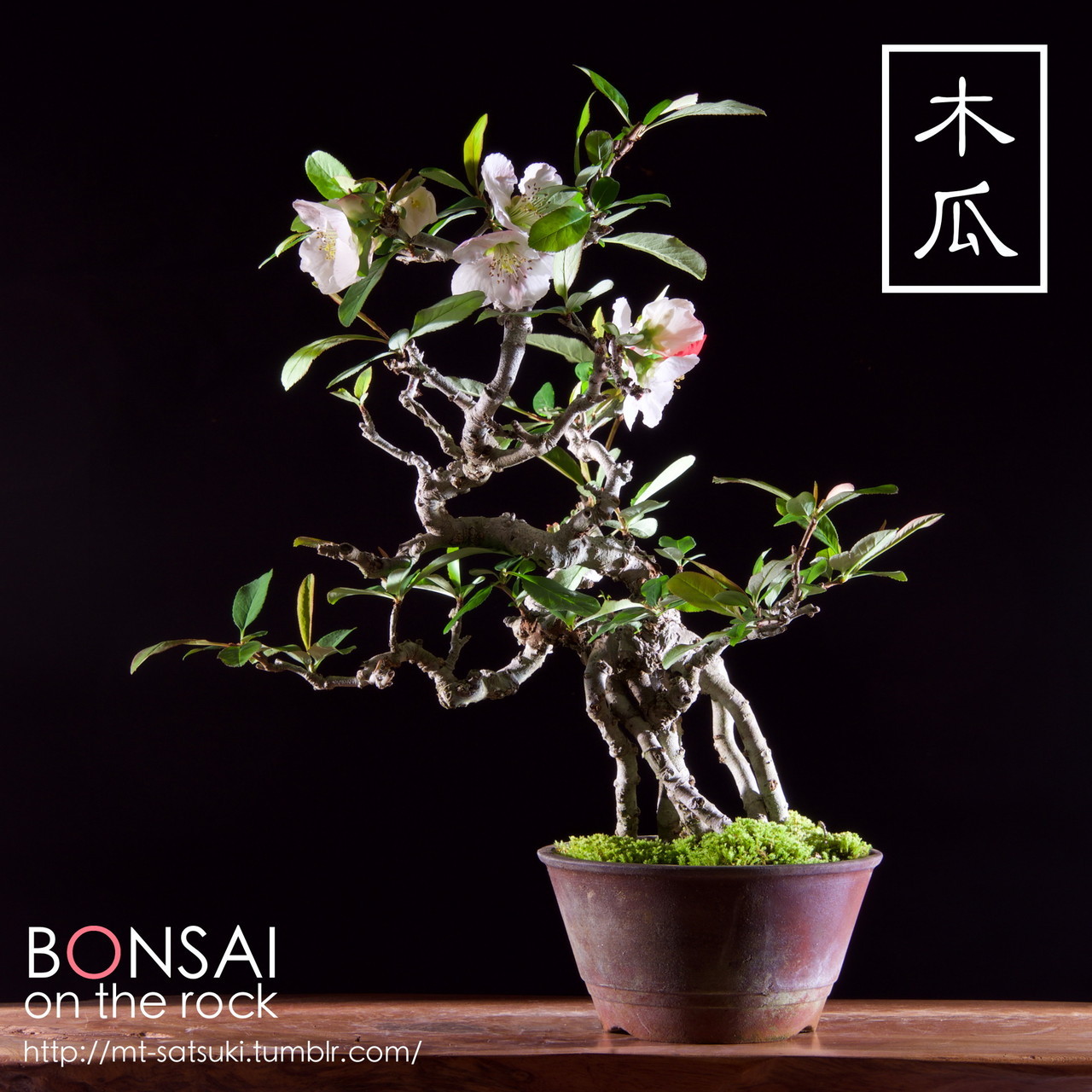 石付盆栽 Bonsai On The Rock 石付盆栽 Bonsai On The Rock