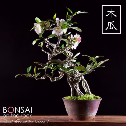 木瓜（ボケ）の盆栽BOKEH, Japanese Quince bonsai2018.4.7 撮影bonsai on the rock| Creema | BASE | Zazzle.co.jp | 