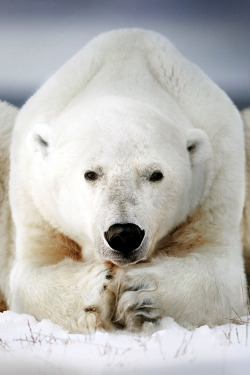 adornstudio:  Polar Bear | AS