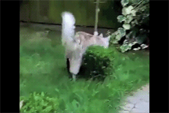 pikman:  pleatedjeans:  Single cats on Valentines Day [watch the video]  The hiding