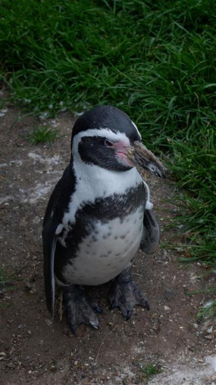 Posing Penguin.This fella is a companion of Rosie the Humboldt Penguin who last month made world-wid