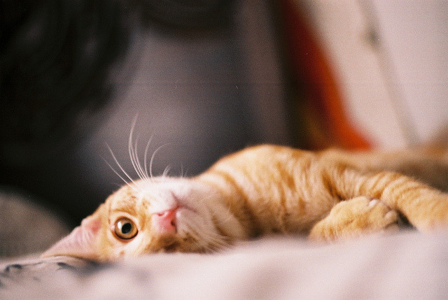 protegus:  untitled by Lauris Love on Flickr. 