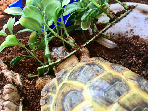 Help!  My head is stuck in my plastic plants!  April Fool’s!  My head isn’t that big yet!  