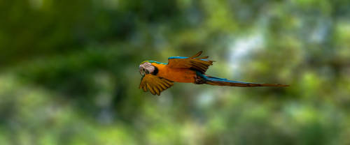 macaw by Furqan Ali