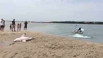 sizvideos:  Rescuing a sharkVideo