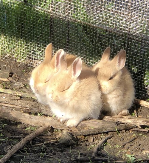 cuteanimals-only:  sun basking babies