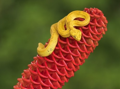 Eyelash Viper by  Ken Weber