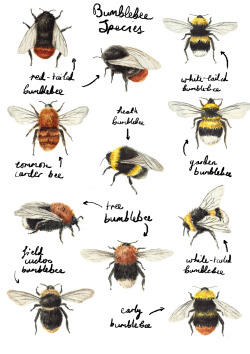 catherinepapeillustration:  Bumblebees 
