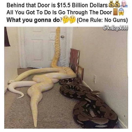 the-mighty-python: windforge:  cuttleskulls:  william-snekspeare:  hyposensitivity:   people who are afraid of snakes are fuckin’ WILD, like dude, just carefully step over these fat babies’ sausage bodies and gently move the burmese python chillin’