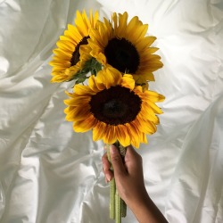 saiintbabe:   the sunflower is mine, in a