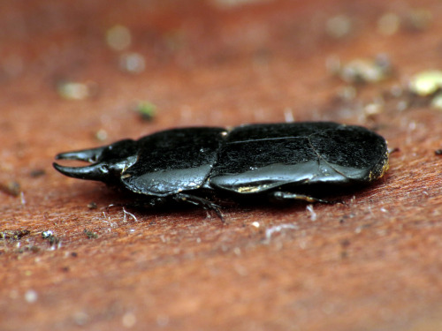 onenicebugperday: Flattened clown beetle, Hololepta aequalis, Histeridae Found in the US and Canada,