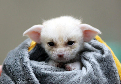 everythingfox: felina-marlena-vasquez: everythingfox: Photo by In Cherl Kim I thought this was a bat