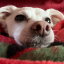 plumshine