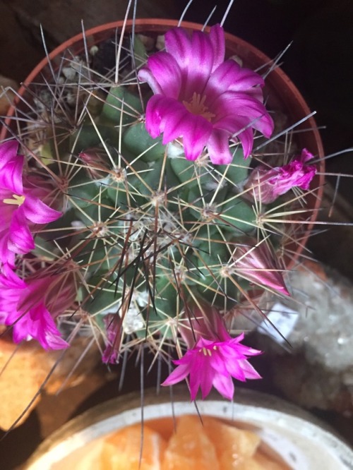 Cute little cactus flowers.