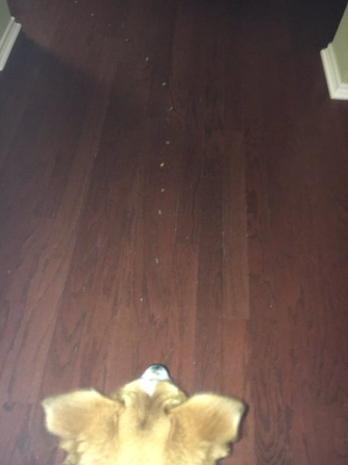 babyanimalgifs:  more baby animals here